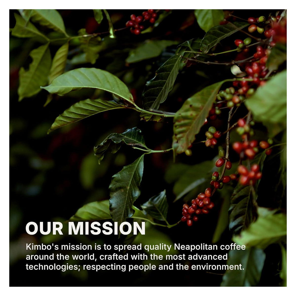 A square promotional graphic featuring a close-up photo of coffee plant branches with green leaves and clusters of red coffee cherries. Large white text at the bottom reads 'OUR MISSION' followed by a paragraph describing Kimbo's mission to spread quality Neapolitan coffee.